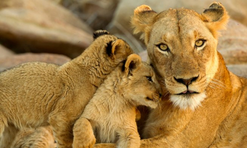 12-days-kenya-tanzania-wildlife-safari