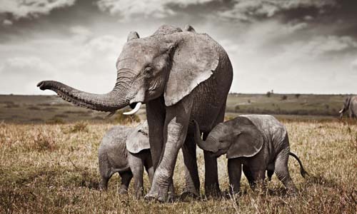 3-days-amboseli-national-park-safari