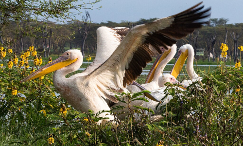 4-days-lake-naivasha-masai-mara-safari