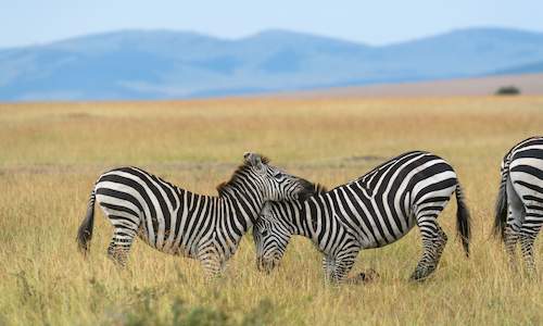 4-days-masai-mara-migration-safari