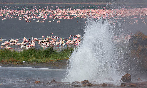 5-days-best-of-lake-nakuru-lake-bogoria-lake-naivasha-masai-mara-safari