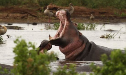 5-days-lake-manyara-ngorongoro-crater-serengeti-safari