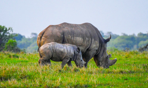 5-days-lake-manyara-ngorongoro-crater-tarangire-safari