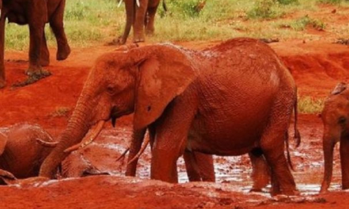 6-days-amboseli-aberdares-lake-nakuru-masai-mara-safari