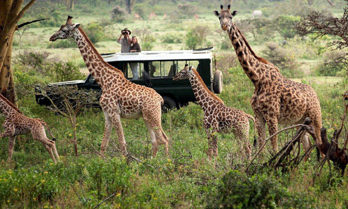 6-days-amboseli-aberdares-lake-nakuru-masai-mara-luxury-safari