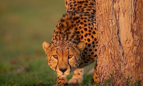 6-days-best-of-tanzania-adventure-safari