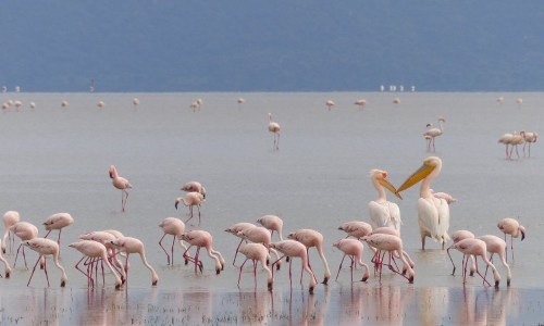 6-days-lake-manyara-ngorongoro-crater-serengeti-safari