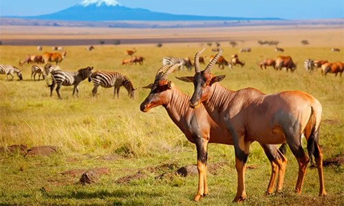 7-days-amboseli-lake-nakuru-masai-mara-safari