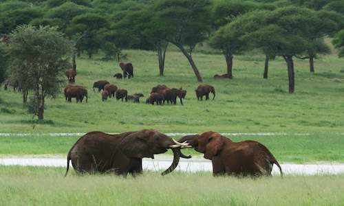7-days-lake-manyara-serengeti-ngorongoro-tarangire-safari