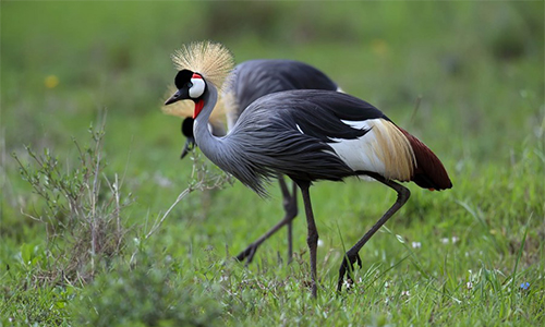 7-days-lake-nakuru-masai-mara-serengeti-ngorongoro-crater-safari