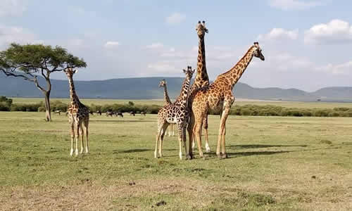 8-days-lake-manyara-serengeti-ngorongoro-safari