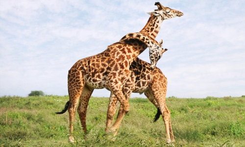 8-days-masai-mara-lake-nakuru-serengeti-ngorongoro-crater-safari