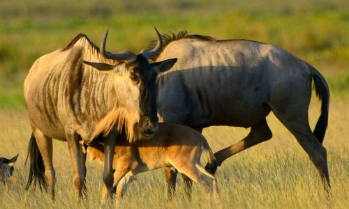 9-days-amboseli-serengeti-lake-manyara-ngorongoro-crater-safari