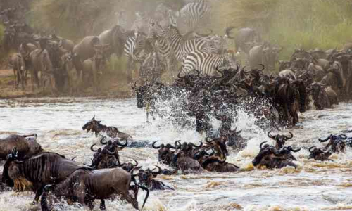 9-days-masai-mara-lake-nakuru-amboseli-serengeti-ngorongoro-crater-safari