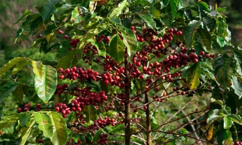 https://untamedafrica-safaris.co.ke/private-tour-to-fairview-coffee-farm-in-nairobi-with-pickup/